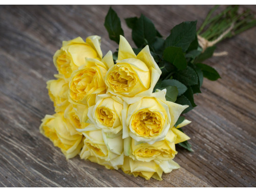 Meilland Jardin & Parfum Rose Toulouse Lautrec